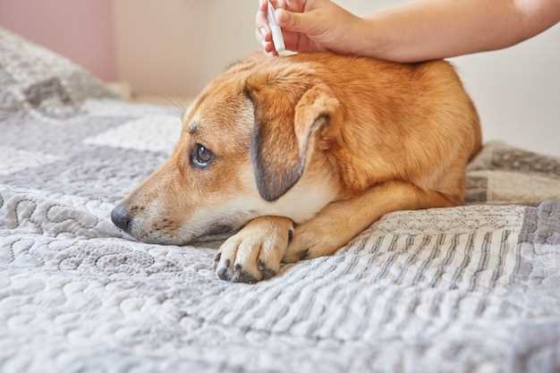 Adjusting Dosage for Dogs