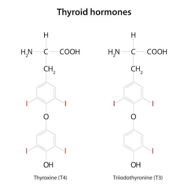 Improved Thyroid Function