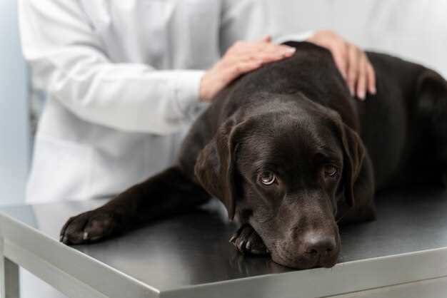 Canine levothyroxine side effects