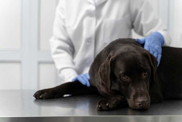Levothyroxine dose for canines