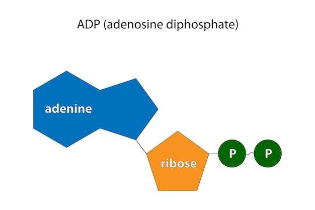Levothyroxine thyroxine difference