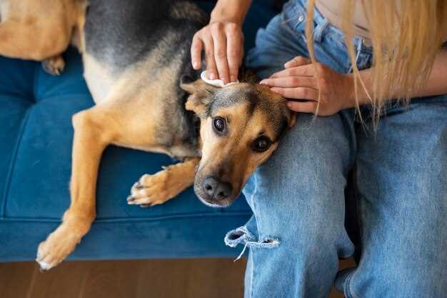 Levothyroxine withdrawal effects on dogs